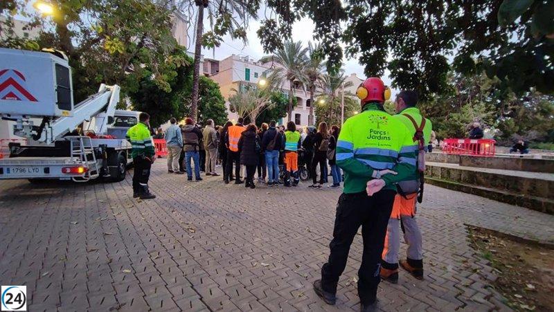 Vecinos logran frenar la tala de árboles en plaza Llorenç Villalonga gracias a su protesta