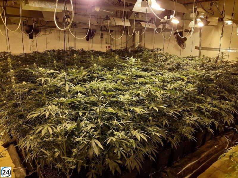 Endesa descubre 671 casos de fraude eléctrico en Baleares en 2023, incluyendo 13 vinculados a cultivos ilegales de marihuana.