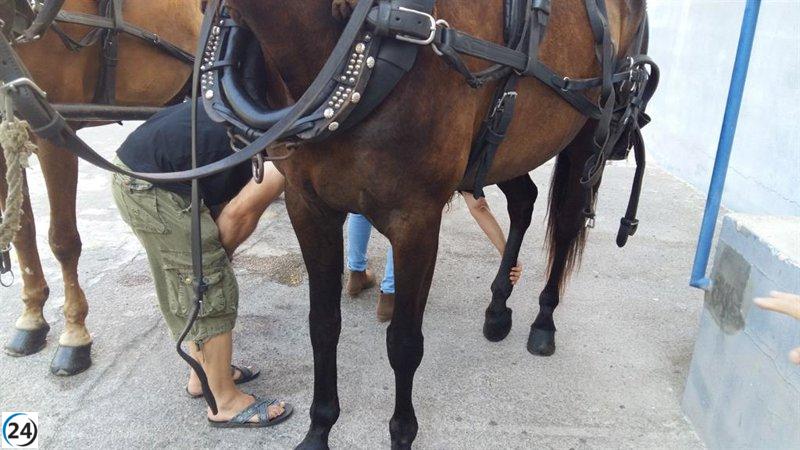 Inspección veterinaria y fiscal para las 28 galeras de Palma el próximo mes