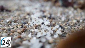 El Centro Oceanográfico de Baleares advierte sobre la preocupante presencia de plásticos en el mar.