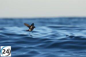 El Imedea-UIB encabeza iniciativa europea para proteger a las aves marinas más pequeñas del mundo
