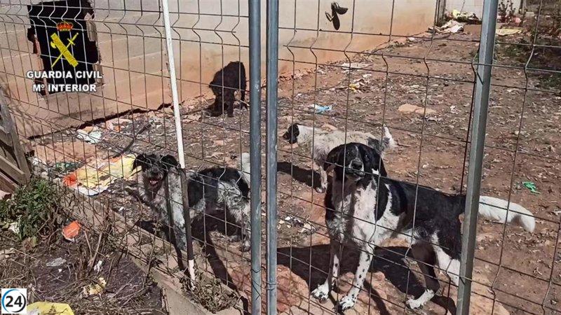 Detenido por maltrato animal en finca de Algaida.