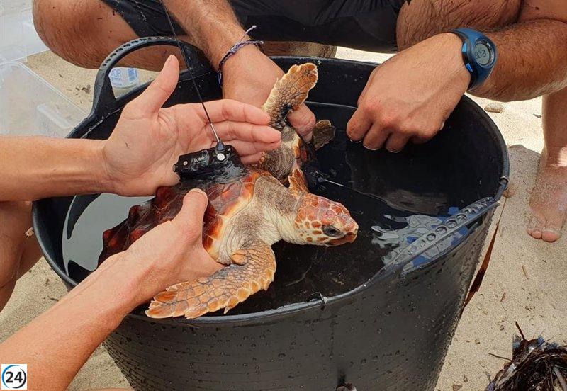 74 tortugas marinas nacidas en Ibiza son liberadas en la playa