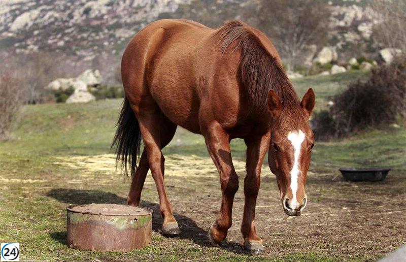 Asaja Baleares solicita acceso a celda de cadáveres en vertedero de Son Reus para enterrar animales grandes.