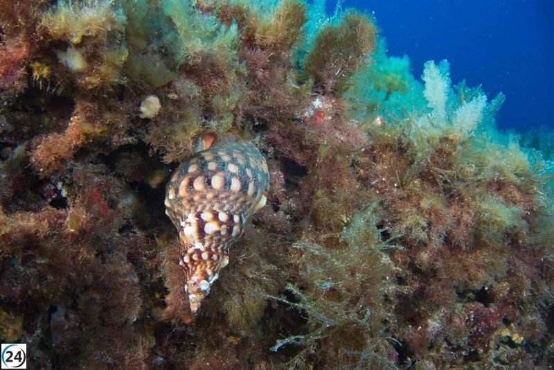 El Govern pone en marcha una campaña para estudiar la caracola y la nacra en Baleares.