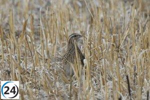 El Consell de Mallorca autoriza la caza de codorniz, paloma torcaz y liebre en media veda.