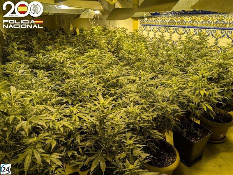 Capturan individuo con dos cultivos de marihuana en vivienda de Palma.