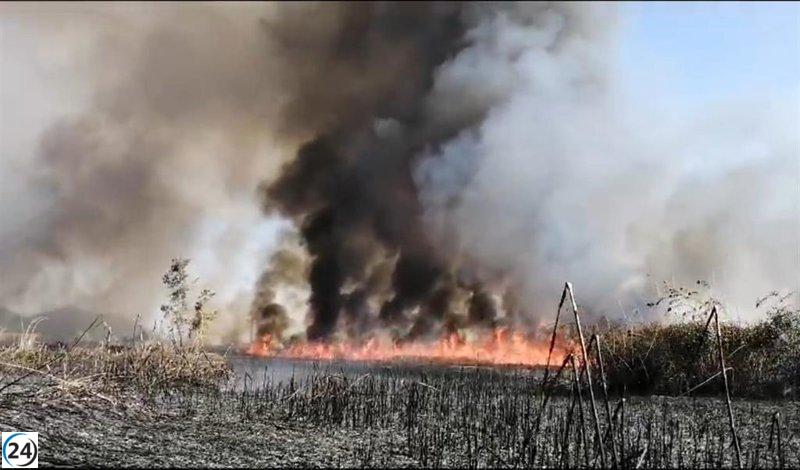 Aviones y vehículos luchan contra un fuego cerca de la Albufera de Mallorca