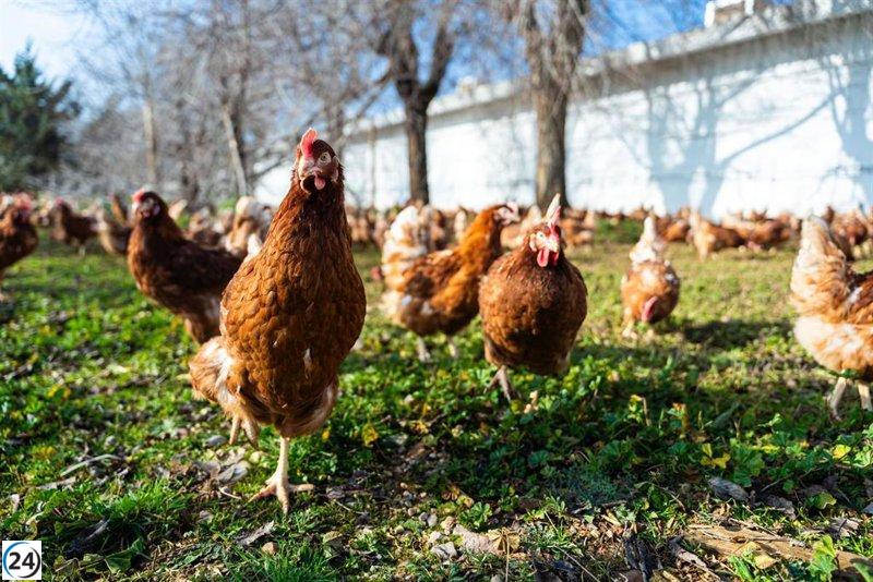 El Govern impide la instalación de la granja avícola en Sineu.