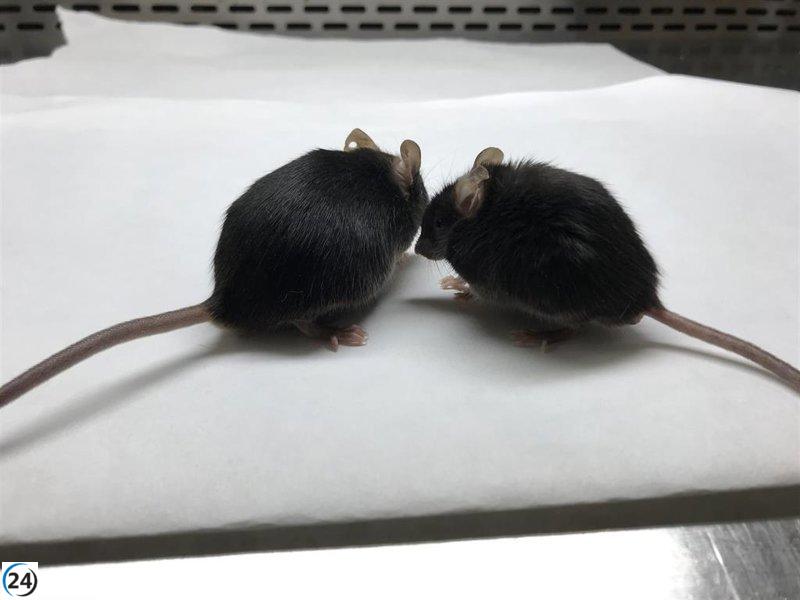 Pacma critica la captura de ratones para utilizar como cebo en trampas de serpientes en Ibiza.