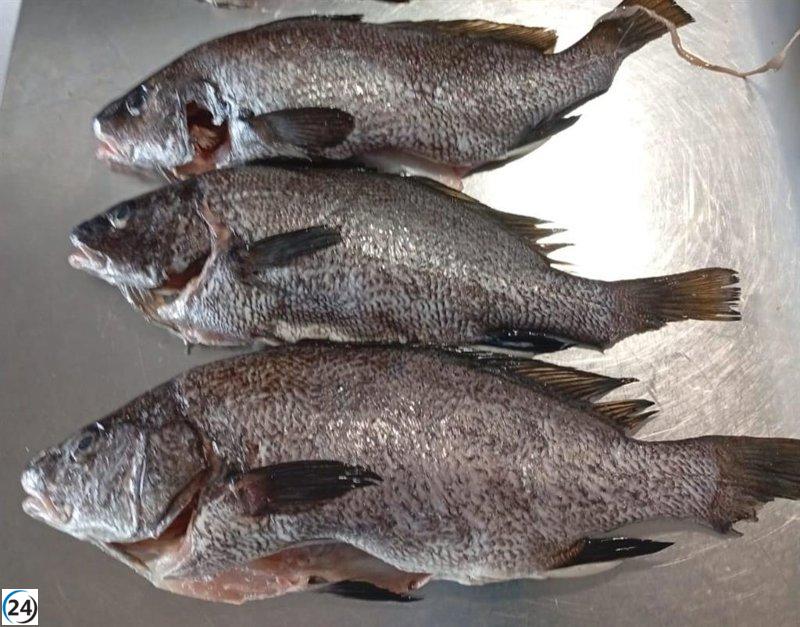 Desmantelan un restaurante en Ibiza por poseer 8 kilos de pescado de origen ilegal extraído de la pesca submarina.
