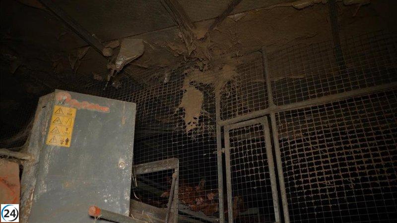 Granja avícola en Mallorca enfrenta grave denuncia por condiciones inhumana: gallinas rodeadas de cadáveres y plagas.
