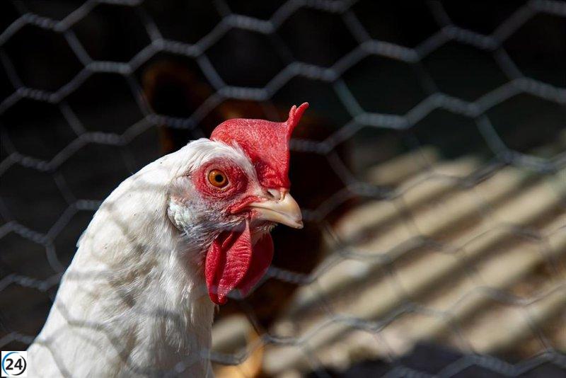 El Govern aguarda los datos de la granja avícola denunciada para implementar acciones.
