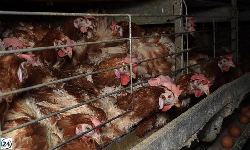 Imágenes revelan maltrato sistemático a gallinas en la granja de Llucmajor.