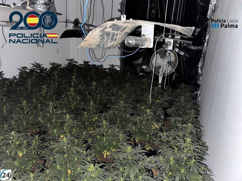 Incendio revela cultivo clandestino de marihuana en residencia de Palma.