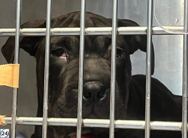 Ibiza da la bienvenida a Ikram, la perra salvada de una patera, bajo la tutela municipal.