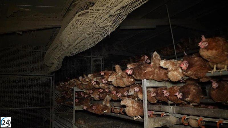 Piden una investigación sobre el sello 'Welfair' vinculado a la granja acusada de encubrimiento y fraude en Llucmajor.