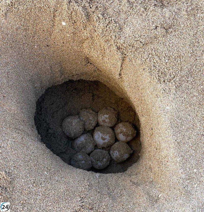 Primer nido de tortuga marina de la temporada hallado en la playa de Can Pere Antoni.