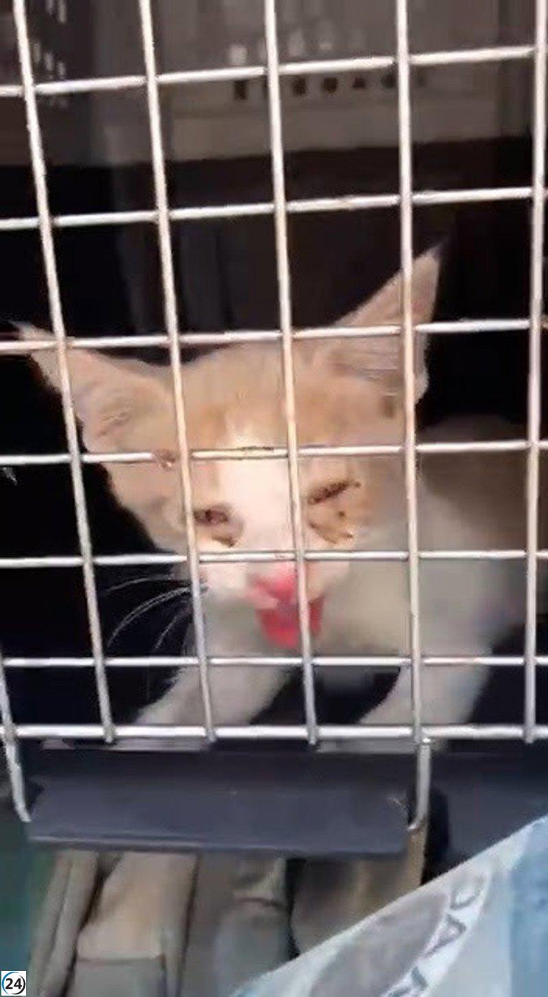 Acusan a la protectora de animales de Ibiza por abandono de un gato en un coche bajo el sol.