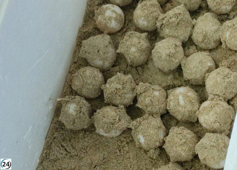 Descubierto en Ibiza el primer nido de tortuga marina de la temporada, con 85 huevos.