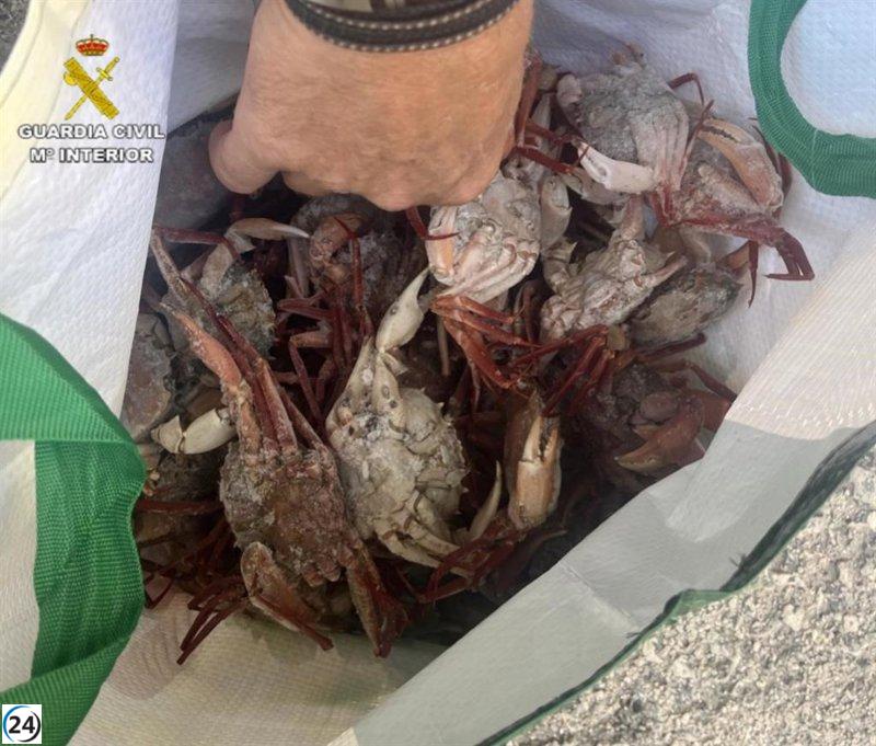 Ocho restaurantes de Menorca enfrentan multas por el uso de marisco ilegal, según Seprona.