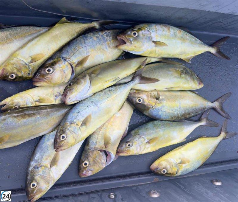 El Govern retira a pescadores recreativos de Ibiza 14 peces limón que no cumplen con el tamaño permitido.