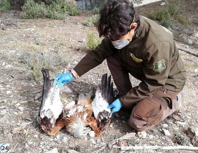 Tres milanos reales envenenados hallados en cotos de caza de Mallorca, revela el Govern.