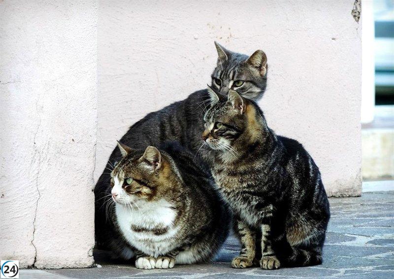 Denuncian posibles eutanasias clandestinas de gatos en refugio de Mallorca.