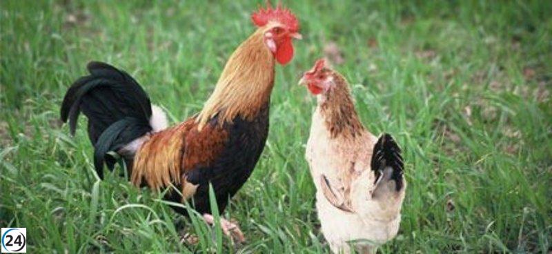 El Govern intensifica las acciones de prevención contra la gripe aviar en respuesta a la crisis sanitaria en España.