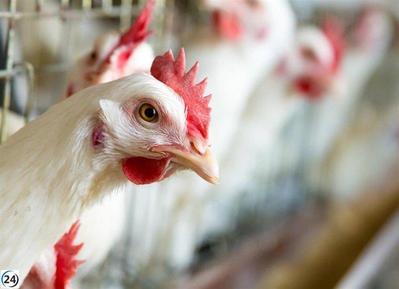 Baleares opta por no confinar aves de corral ante la gripe aviar y mantiene restricciones en áreas de riesgo.