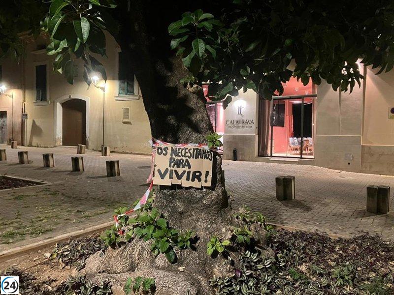Tribunal de Palma autoriza la eliminación de los bellasombras en plaza Llorenç Villalonga.