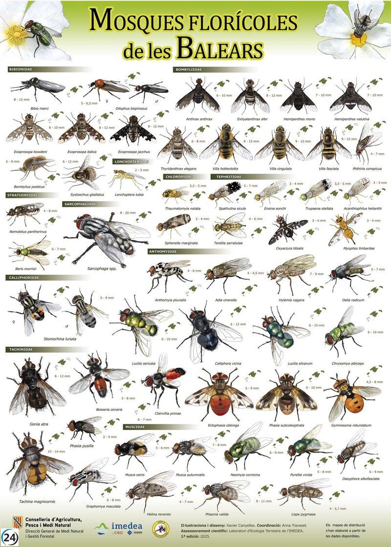 El Govern y el Imedea lanzan un nuevo póster sobre los polinizadores en Baleares.