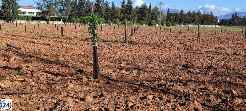 Baleares planta 187 almendros de 10 variedades investigadas.