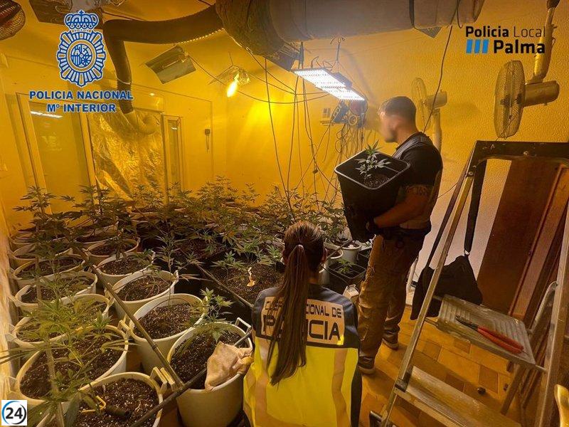 Detenido en Palma por cultivar marihuana en un domicilio alquilado.