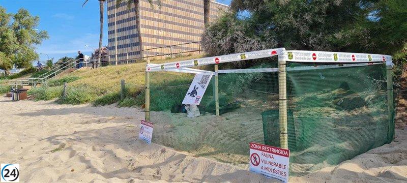 Mallorca celebra la puesta de 100 huevos de tortuga marina.