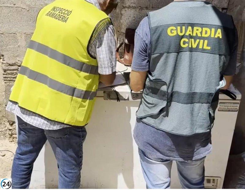 Inspección provoca intervención y precintado en ganadería de Palma con 250 ovejas