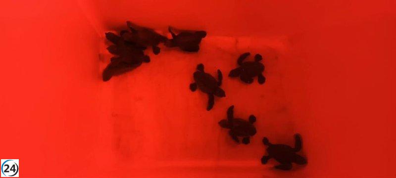 Mallorca registra su primer nido de tortugas marinas.