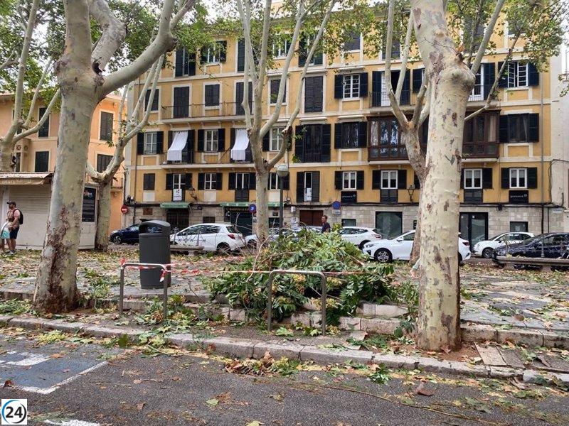 Palma registra 331 incidencias durante el temporal en servicios municipales