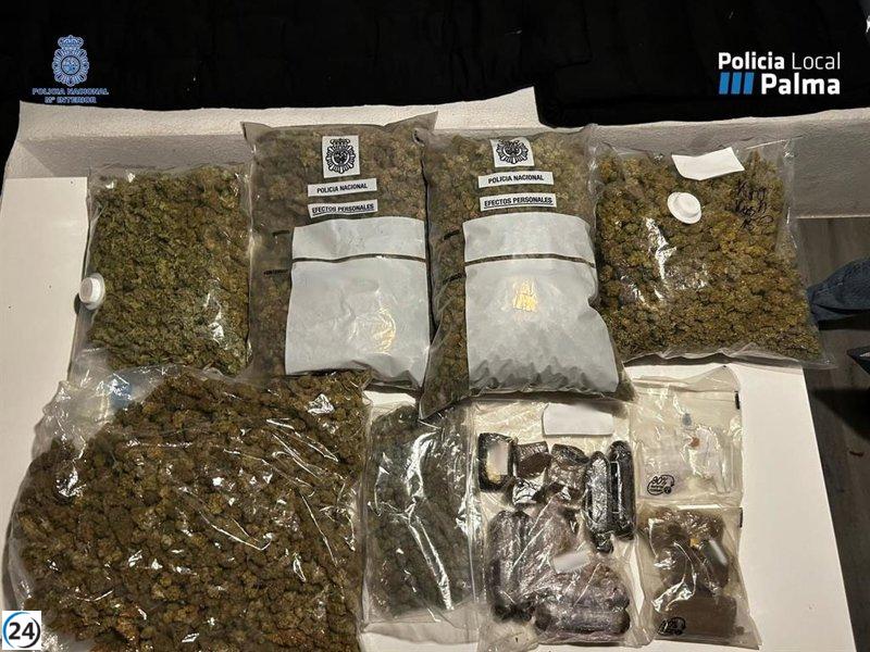 Detenidos dos individuos por tráfico de drogas en supuesta asociación cannábica en la ciudad de Palma.