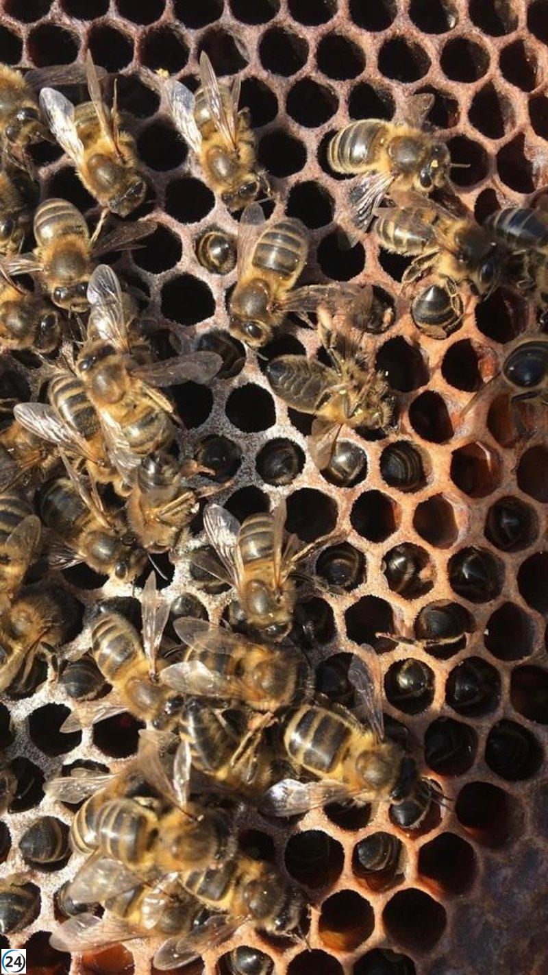 La conselleria Fogaiba entrega más de un millón de euros de Fondos Europeos Agrícolas a agricultores baleares en 2023.