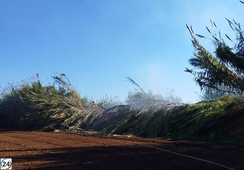 Un pequeño incendio forestal arrasa una pequeña área de carrizo en el Torrent de Sant Miquel.