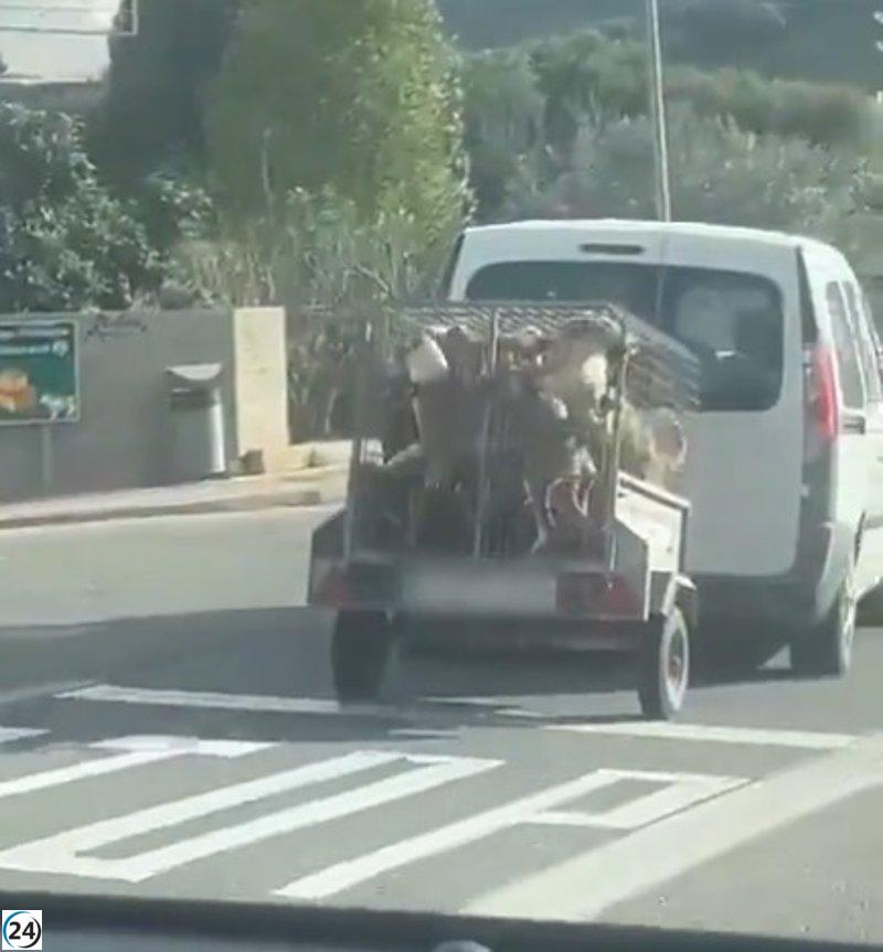PACMA exige accountability al conductor que transportaba caninos de caza en un remolque en Menorca