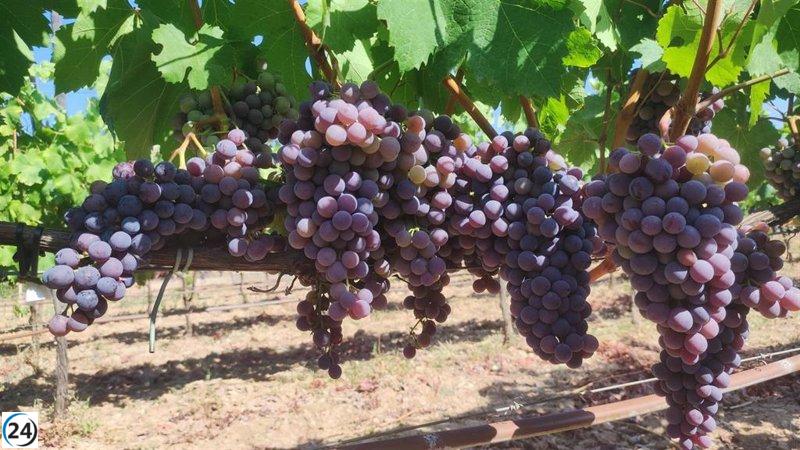 Un nuevo récord histórico en la producción de vinos de calidad diferenciada se logra en Baleares