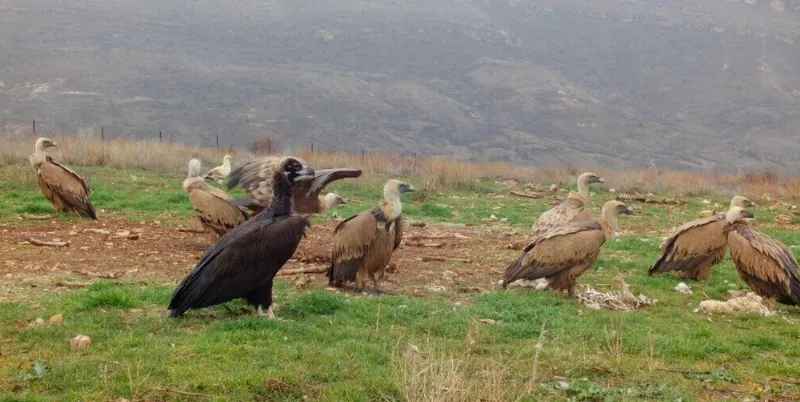 La protección de la biodiversidad en la Reserva Natural dels Cançons